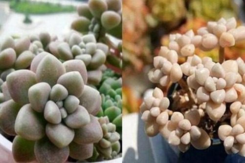 姬秋丽和丸叶姬秋丽的区别,从叶片、颜色和花朵三方面辨别