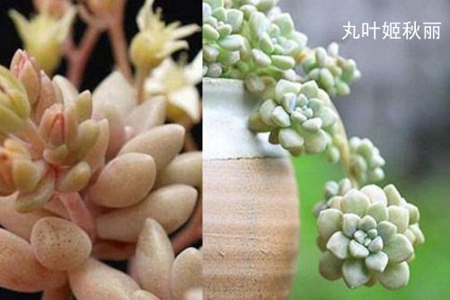 姬秋丽和丸叶姬秋丽的区别,从叶片、颜色和花朵三方面辨别