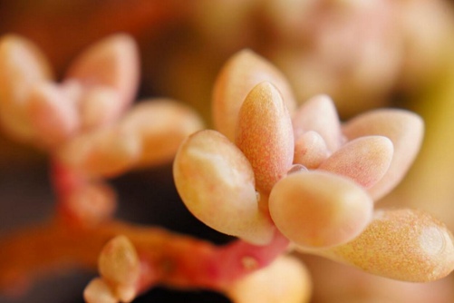 姬秋丽和丸叶姬秋丽的区别,从叶片、颜色和花朵三方面辨别