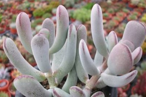 福娘多肉品种大全,你最喜欢哪一种?