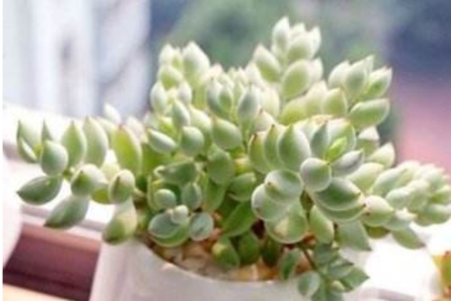 福娘多肉品种大全,你最喜欢哪一种?