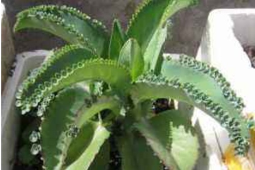 落地生根的风水作用,想要家财万贯就养我哦!