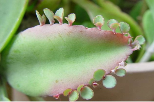 落地生根的风水作用,想要家财万贯就养我哦!