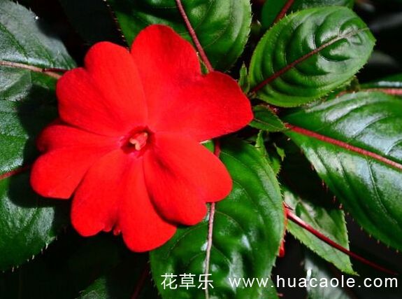 10月19日生日花:红凤仙花花语及红凤仙花花语寓意