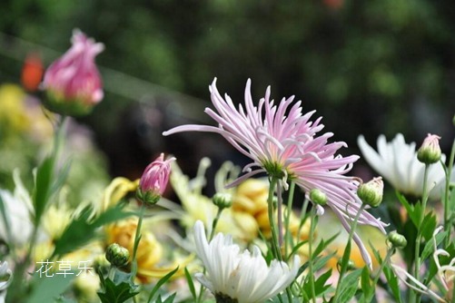 菊花花语大全:植物药王松果菊的花语