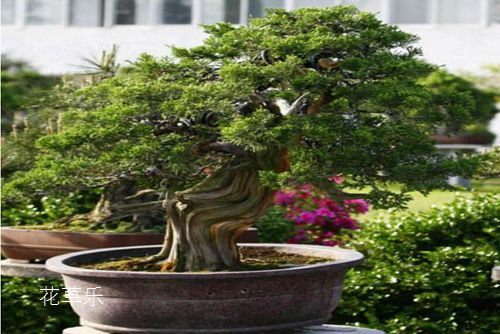 龙柏怎么养?龙柏盆景养护管理