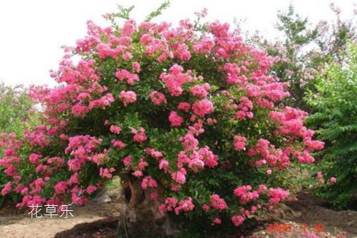 紫薇怎么养可以花开百日?采用轮次修剪法可以做到