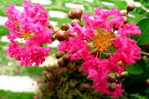 紫薇怎么养可以花开百日?采用轮次修剪法可以做到