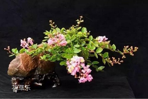 紫薇怎么养可以花开百日?采用轮次修剪法可以做到