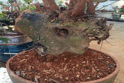 “才貌双全”的黄连木怎么养?黄连木盆景制作和养护方法介绍