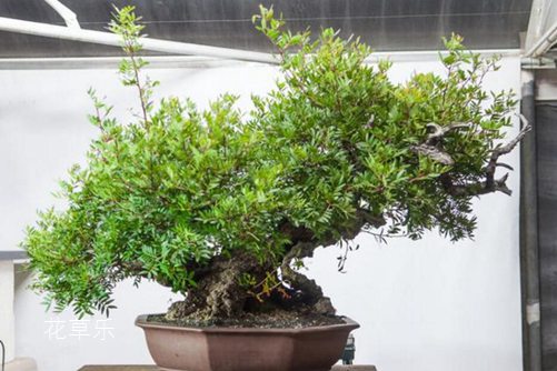 “才貌双全”的黄连木怎么养?黄连木盆景制作和养护方法介绍