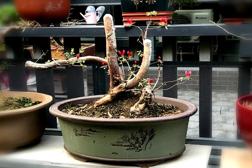 映山红下山桩栽植成活率很低,有什么方法可提高栽植成活率?