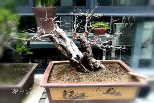 石榴寓示多子多福,如何才能制作一盆果形俱佳的石榴盆景