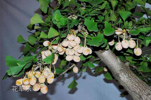 盆栽银杏怎么养?银杏树的盆栽种植与养护方法介绍