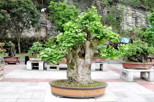 盆栽银杏怎么养?银杏树的盆栽种植与养护方法介绍