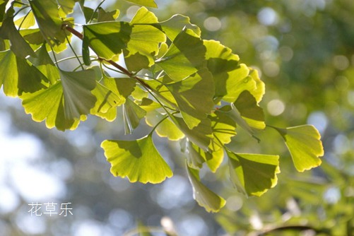 盆栽银杏怎么养?银杏树的盆栽种植与养护方法介绍