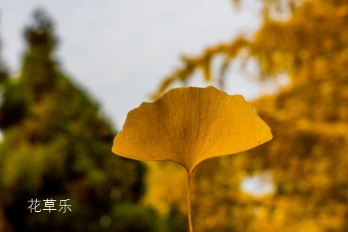 盆栽银杏怎么养?银杏树的盆栽种植与养护方法介绍