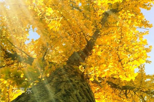 盆栽银杏怎么养?银杏树的盆栽种植与养护方法介绍