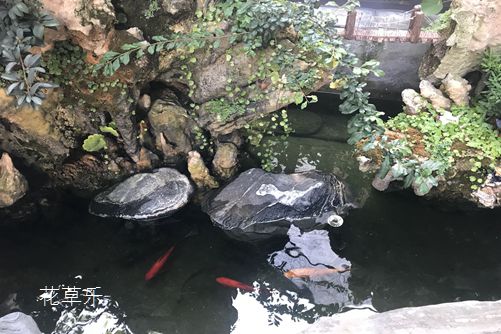 杜鹃花怎样浇水,花开得才艳丽而且花期又长