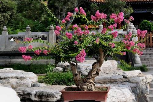 紫薇怎么养?如何使紫薇盆景花开四度?