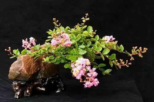 紫薇怎么养?如何使紫薇盆景花开四度?