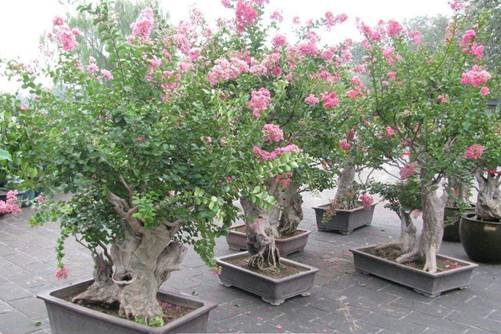 紫薇怎么养?如何使紫薇盆景花开四度?