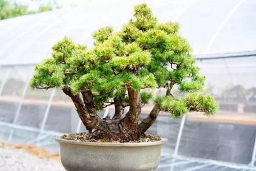 五针松怎么养?五针松的养护与管理