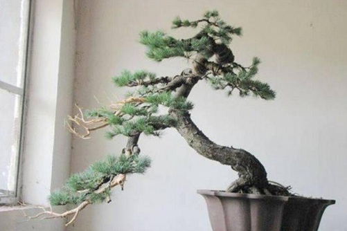 五针松怎么养?五针松的养护与管理