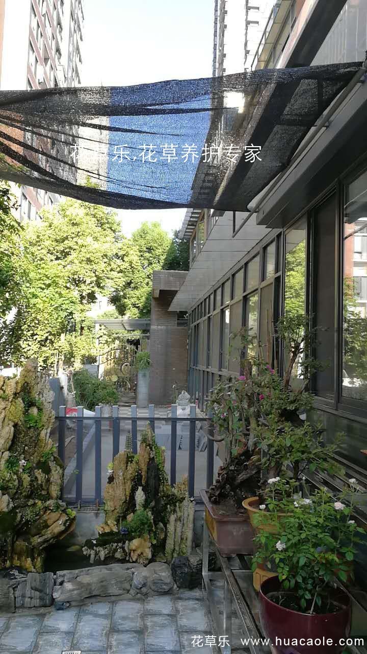 夏日保你盆景不死,5个养护要点和禁忌小妙招