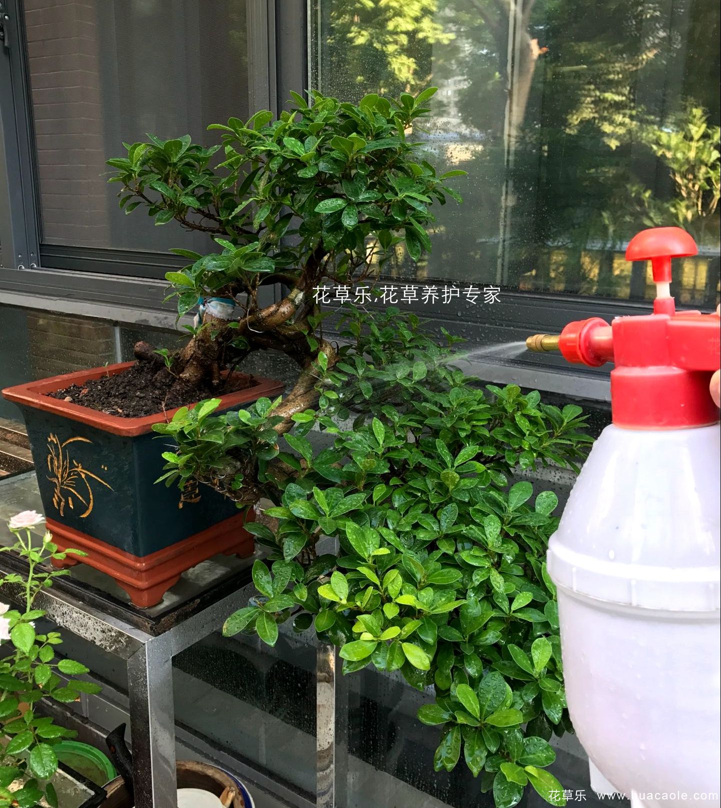 夏日保你盆景不死,5个养护要点和禁忌小妙招