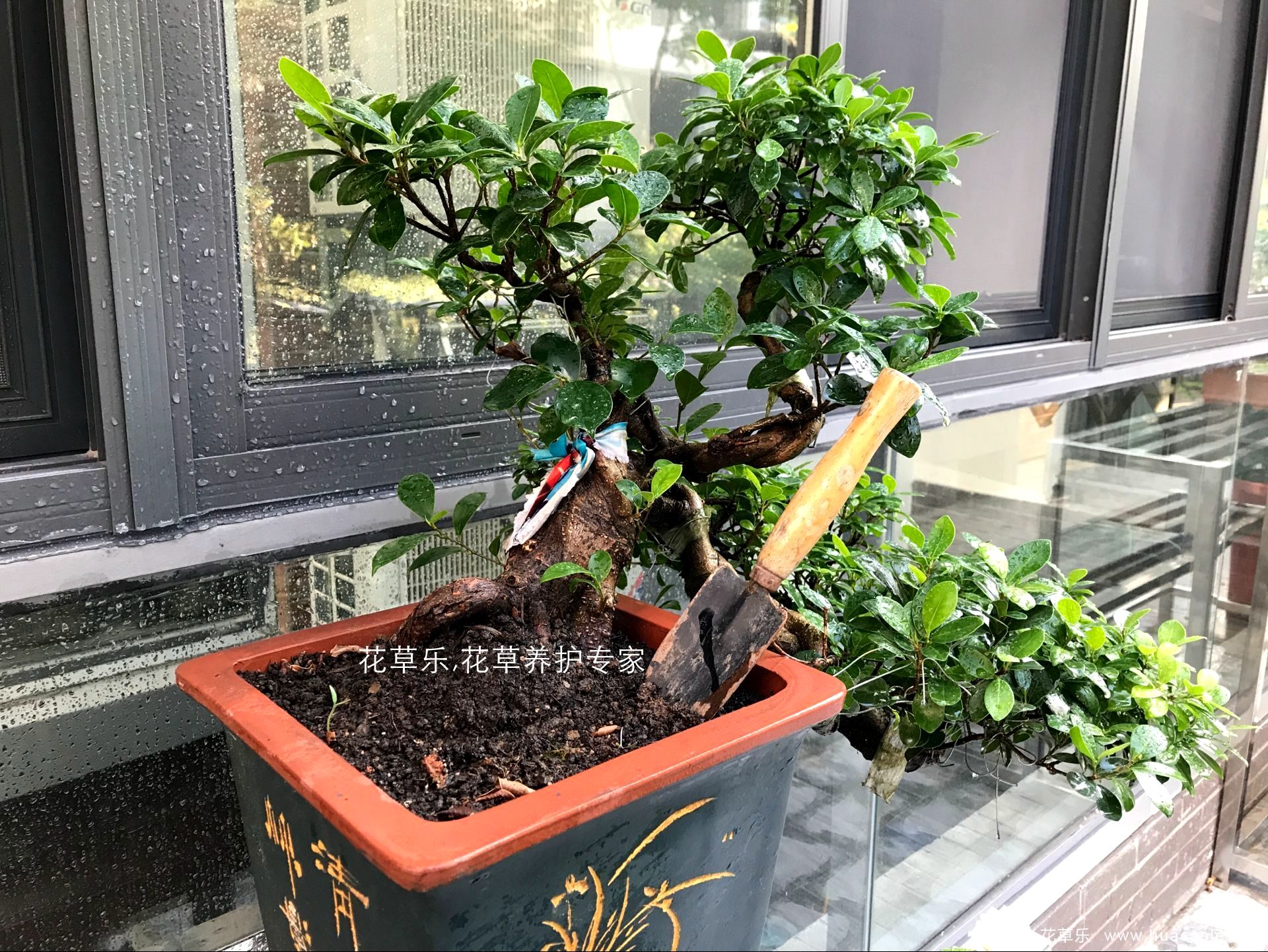 夏日保你盆景不死,5个养护要点和禁忌小妙招